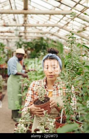 Photo verticale d'une jeune femme hispanique travaillant dans un pot de serre moderne avec des plantes qui vérifient sa santé Banque D'Images