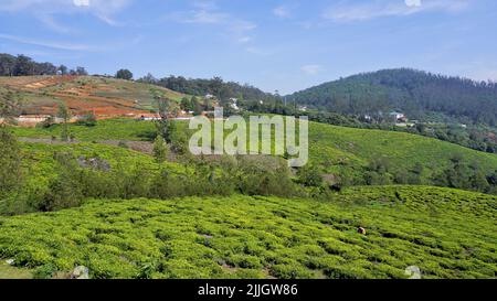 Magnifique jardin de thé ou domaines de thé d'Ooty. Végétation luxuriante Photographie de paysage des collines de Nilgiri. Banque D'Images