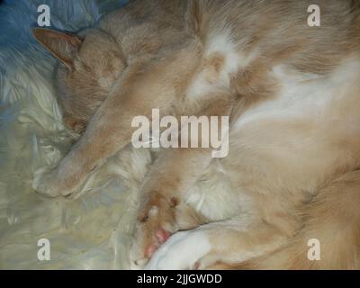 Chat Tabby crème dormant sur une peau de mouton confortable Banque D'Images