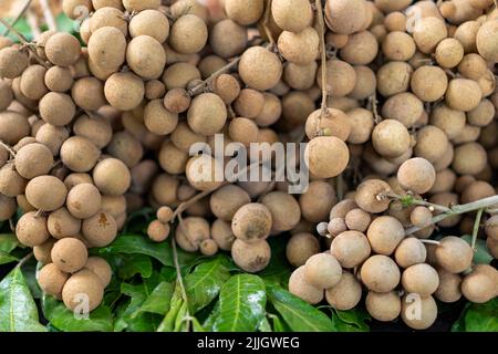 Fruits tropicaux doux, vergers de longan prêts à la vente et à manger, Thaïlande. Banque D'Images