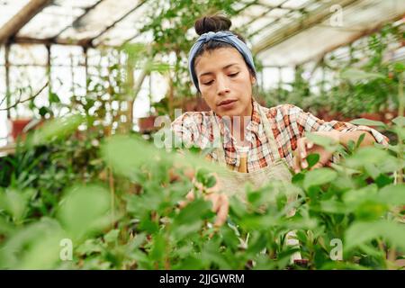 Jeune femme hispanique adulte travaillant dans les plantes de façonnage de serre coupant des feuilles et des branches supplémentaires à l'aide de ciseaux de jardin Banque D'Images