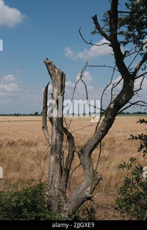 Un vieux arbre mort avec peu de feuilles devant un champ de blé sur le sentier Trans Pennine dans le Yorkshire de l'est. Banque D'Images