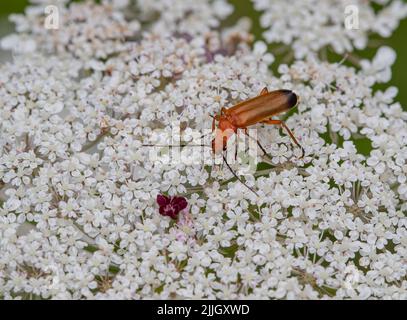 Gros plan d'un Beetle de soldat (Rhagonycha fulva) se nourrissant de la carotte sauvage (Daucus carota). Suffolk, Royaume-Uni. Banque D'Images