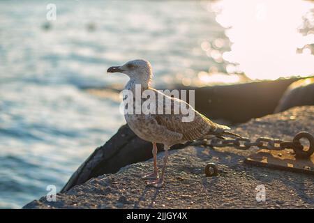 Mouette devant la nouvelle mosquée avec un arrière-plan flou. Mouette de mer debout sur ses pieds sur la plage au coucher du soleil. Banque D'Images