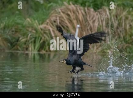 Un reptilan comme Cormorant noir avec des pieds de lit en toile étirés, prêt à voler une truite d'un lac bien approvisionné. Rutland , Royaume-Uni. Banque D'Images