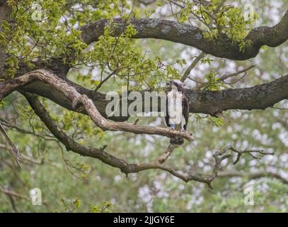 Une photo d'un Osprey perché dans un ancien chêne. Prêt et concentré sur la tâche avant de prendre un poisson . Rutland Royaume-Uni Banque D'Images