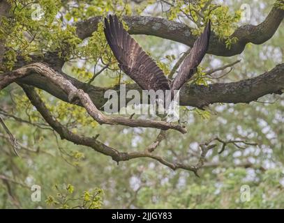 Un cliché inhabituel d'un Osprey au début de sa plongée dans un ancien chêne. Juste de partir et de se concentrer sur la tâche à venir. Rutland Royaume-Uni Banque D'Images