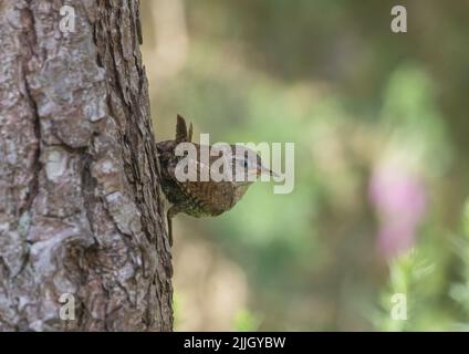 Une petite Jenny Wren ( Troglodytes troglodytes) accrochée à l'écorce d'un arbre. Pris avec des boisés dans un cadre boisé . Norfolk, Royaume-Uni . Banque D'Images