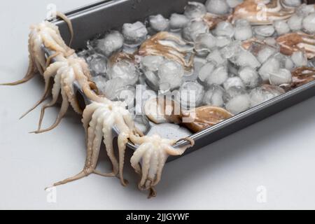 Poulpes de bébé sur le côté de la palette en métal. Pieuvres avec glace dans le bac vue de dessus. Arrière-plan blanc Banque D'Images