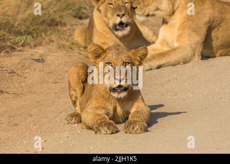 Un lion cub sur la route entre la porte Malelane et Skukuza dans le parc national Kruger, en Afrique du Sud Banque D'Images