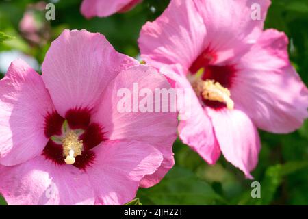 Althea, Fleur, Hibiscus 'Aphrodite',Hibiscus syriacus, Rose, Roses de Sharon, Hibiscus, Blossoms Banque D'Images