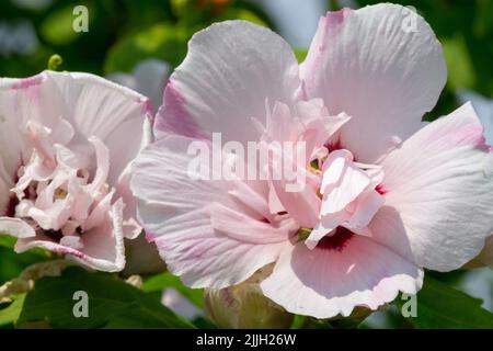 Hibiscus syriacus 'Lady Stanley' Roses roses de Sharon, fleurs Hibiscus 'Lady Stanley' Blossoms Hibiscus Banque D'Images