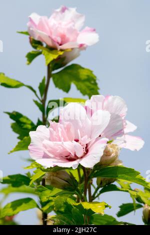 Hibiscus 'Lady Stanley', fleurs, Althea, Bloom, Roses de Sharon Banque D'Images