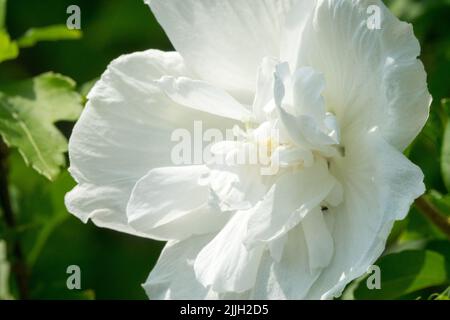 Hibiscus 'Chiffon blanc',Hibiscus syriacus 'Chiffon blanc', Roses de Sharon Flower Close up,White,Althea Banque D'Images