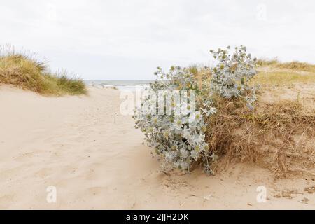 Le houx à feuilles piquées (Eryngium maritimum) pousse parmi l'herbe de maram sur une dune de sable sur la plage de Brancaster sur la côte est de l'Angleterre. Banque D'Images