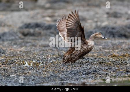 Une femelle de l'Eider à duvet, S. mollissima, prend le large près de la côte du Maine un matin d'été Banque D'Images