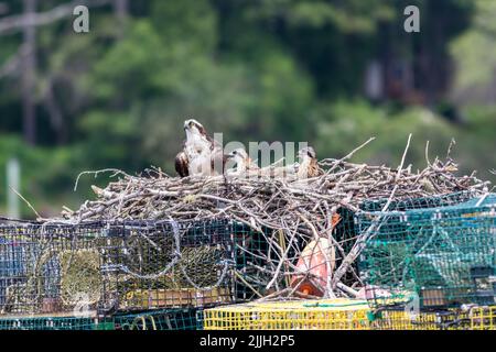 Osprey, Pandion haliatus, femelle avec deux chics sur nid construit sur des casiers à homard près de Boothbay Harbor, Maine Banque D'Images