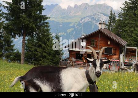 bonne chèvre dans l'alp suisse. profiter de l'herbe sauvage et une belle vue sur le paysage mountain.in fond bleu ciel et cabane alpine à une altitude de ca. 2000m Banque D'Images