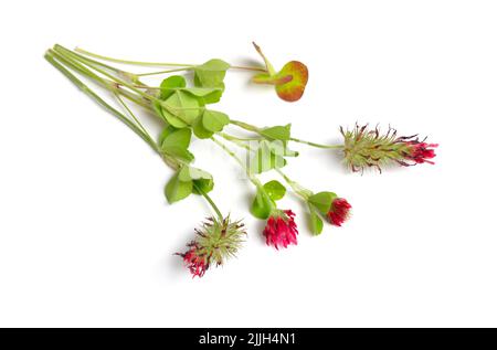 Trifolium incarnatum, connu sous le nom de trèfle cramoisi ou trèfle italien. Isolé sur fond blanc. Banque D'Images