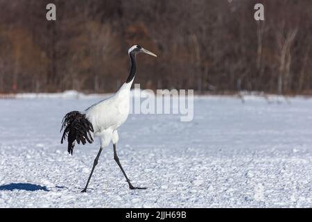 Une grue à couronne rouge marchant dans la neige, Hokkaido, Japon. Banque D'Images