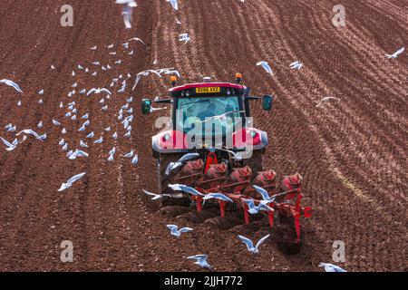 Goélands de mer suivant un tracteur où le fermier labourait la terre Banque D'Images