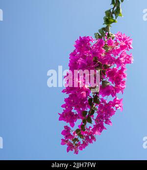 Bougainvillaea rose. Branche de bougainvillaea à plusieurs fleurs avec ciel bleu. Copier l'espace Banque D'Images