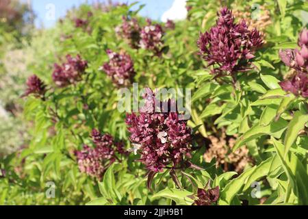Fleurs de la plante de Basil (Ocimum basilicum) Banque D'Images