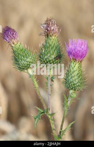 thristle croissant haut. fleur rose veut atteindre le ciel bkue. thristle appréciant de cultiver à l'intérieur du champ de blé. pendant l'été et avant la récolte du blé. Banque D'Images