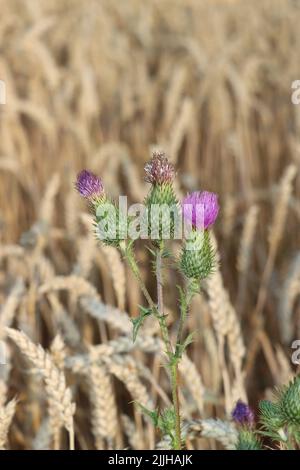 thristle croissant haut. fleur rose veut atteindre le ciel bkue. thristle appréciant de cultiver à l'intérieur du champ de blé. pendant l'été et avant la récolte du blé. Banque D'Images