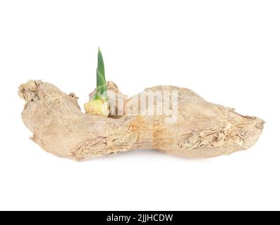 Racine de gingembre frais avec jeune germe vert sur fond blanc. Racine de gingembre de semis. Copier l'espace. Banque D'Images