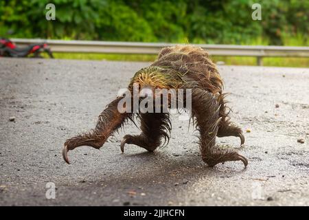Chemin de passage à niveau du loth à deux doigts de Linnaeus (Choloepus didactylus). Adorable sloth mouillé essayant de traverser une route sale en Equateur, en Amazonie. Arrière-plan vert. Banque D'Images