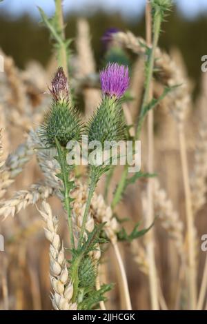 thristle croissant haut. fleur rose veut atteindre le ciel bkue. thristle appréciant de cultiver à l'intérieur du champ de blé. pendant l'été et avant la récolte du blé. Banque D'Images