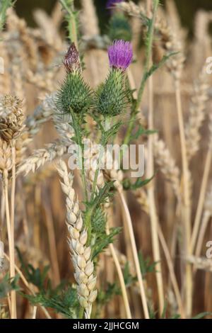 thristle croissant haut. fleur rose veut atteindre le ciel bkue. thristle appréciant de cultiver à l'intérieur du champ de blé. pendant l'été et avant la récolte du blé. Banque D'Images