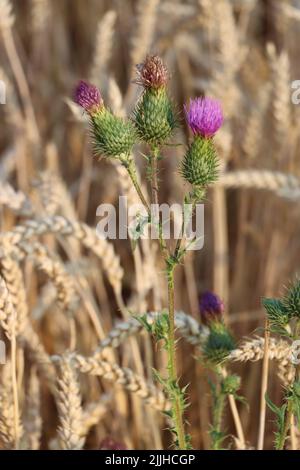 thristle croissant haut. fleur rose veut atteindre le ciel bkue. thristle appréciant de cultiver à l'intérieur du champ de blé. pendant l'été et avant la récolte du blé. Banque D'Images