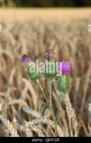 thristle croissant haut. fleur rose veut atteindre le ciel bkue. thristle appréciant de cultiver à l'intérieur du champ de blé. pendant l'été et avant la récolte du blé. Banque D'Images