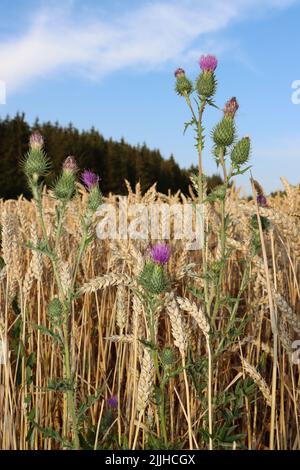 thristle croissant haut. fleur rose veut atteindre le ciel bkue. thristle appréciant de cultiver à l'intérieur du champ de blé. pendant l'été et avant la récolte du blé. Banque D'Images