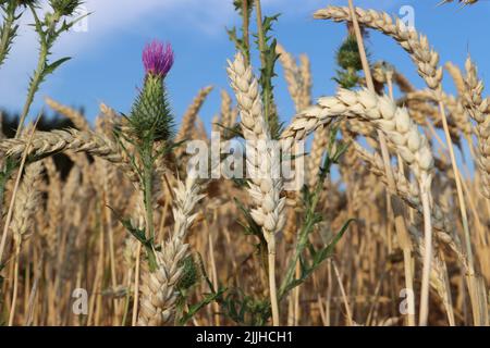 thristle croissant haut. fleur rose veut atteindre le ciel bkue. thristle appréciant de cultiver à l'intérieur du champ de blé. pendant l'été et avant la récolte du blé. Banque D'Images