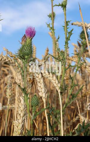 thristle croissant haut. fleur rose veut atteindre le ciel bkue. thristle appréciant de cultiver à l'intérieur du champ de blé. pendant l'été et avant la récolte du blé. Banque D'Images