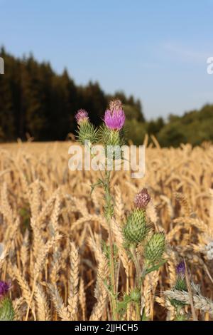 thristle croissant haut. fleur rose veut atteindre le ciel bkue. thristle appréciant de cultiver à l'intérieur du champ de blé. pendant l'été et avant la récolte du blé. Banque D'Images