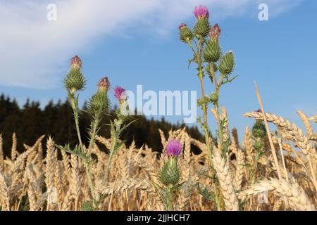 thristle croissant haut. fleur rose veut atteindre le ciel bkue. thristle appréciant de cultiver à l'intérieur du champ de blé. pendant l'été et avant la récolte du blé. Banque D'Images