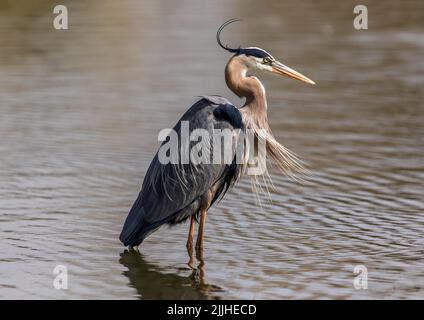 Lors d'un passage à gué dans des eaux peu profondes, un grand héron attrape une brise derrière qui soulève ses plumes de tête et de poitrine. Banque D'Images