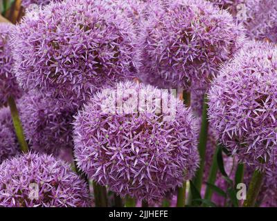 Gros plan de plusieurs têtes de fleurs de l'Allium Spartacus, violet, provenant de bulbes, au salon de fleurs de Tatton Park à Cheshire, en Angleterre, au Royaume-Uni, en 2022 Banque D'Images