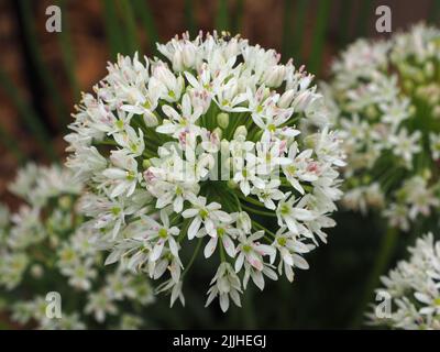 Macro d'une seule tête de fleur d'Allium texanum cultivée à partir de bulbes, en pleine fleur à RHS Tatton Park, Cheshire, 2022. Banque D'Images