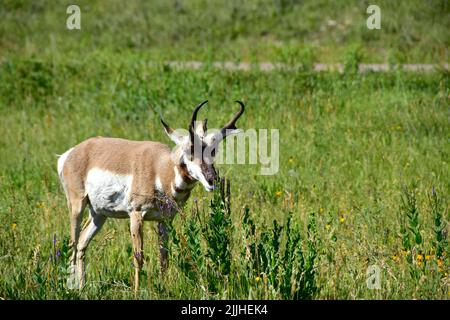 Antilope en profitant des fleurs, dans le parc national de Custer, Dakota du Sud. Banque D'Images