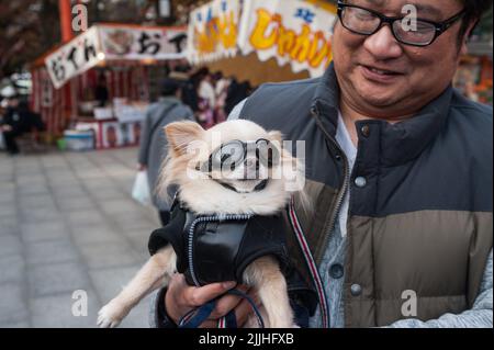 23.12.2017, Kyoto, Japon, Asie - Un homme dans un parc porte son petit chien Chihuahua dans ses bras qu'il portait dans une veste et des lunettes de moto. Banque D'Images