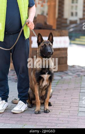 Berger belge, Malinois, dans la rue de la ville. Photo de haute qualité Banque D'Images