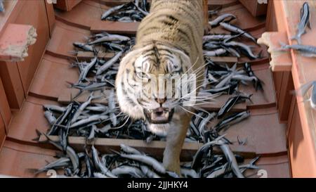 TIGRE, POISSON, VIE DE PI, 2012 Banque D'Images