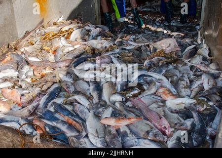 Un regard sur la vie en Nouvelle-Zélande : prises fraîchement débarquées, d'un chalutier de pêche en haute mer : Banque D'Images