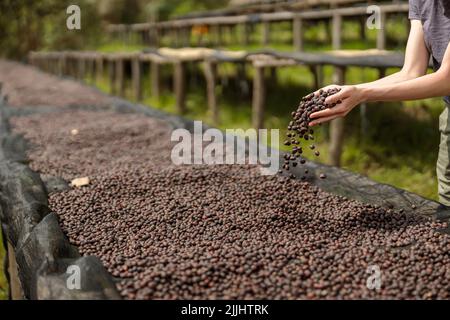 Femme versant des grains de café dans les étapes de séchage à la ferme Banque D'Images