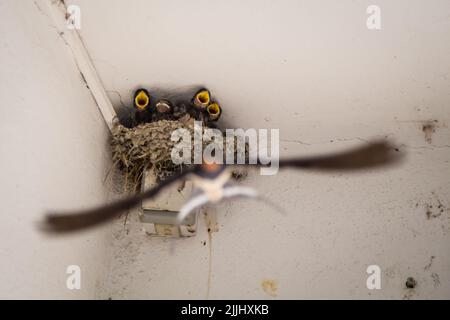 La grange à hirondelles (Hirundo rustica) à Weitra/Waldviertel, la plus ancienne ville de brasserie d'Autriche Banque D'Images